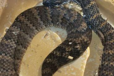 Venomous snakes kaufen und verkaufen Photo: Ich habe ein paar Schlangen zur Abgabe 
