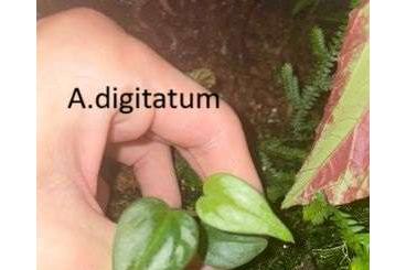 Other kaufen und verkaufen Photo: Plants for terrarium/aquarium