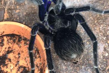 Spiders and Scorpions kaufen und verkaufen Photo: Biete oder suche Weibchen adult 