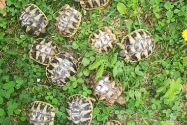 Tortoises kaufen und verkaufen Photo: Griechische Landschildkröten-Babys, meist weiblich, günstig ab 40 €