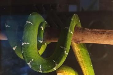 Boas kaufen und verkaufen Foto: Suche Corallus caninus zum Tausch! Boas kaufen und verkaufen Foto: Suche Corallus caninus zum Tausch!