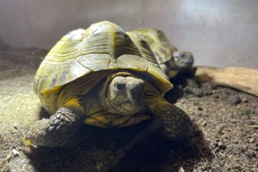 Landschildkröten kaufen und verkaufen Foto: Steppenschildkröte weiblich abzugeben 