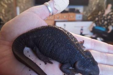 Newts kaufen und verkaufen Photo: Krokodilmolch nur in die besten Hände abzugeben
