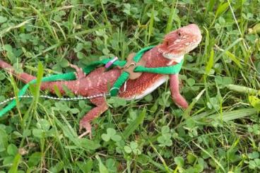 Bearded dragons kaufen und verkaufen Photo: Red Dragon Bartagame weiblich 1,1 Jahre alt 