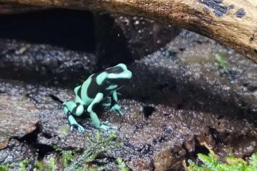 Poison dart frogs kaufen und verkaufen Photo: Verkaufe Pfeilgiftfrösche