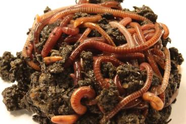 andere Wirbellose kaufen und verkaufen Foto: Kompostwürmer Eisenia Fetida, Rotwürmer, Angelwürmer