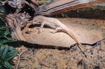 Monitor lizards kaufen und verkaufen Photo: Steppenwaran abzugeben        