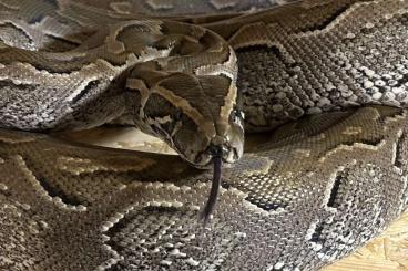 Pythons kaufen und verkaufen Foto: 1,0 Felsenpython Python sebae Pythons kaufen und verkaufen Foto: 1,0 Felsenpython Python sebae