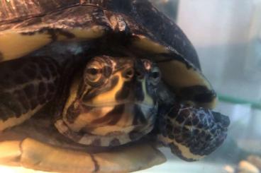 Sumpfschildkröten kaufen und verkaufen Foto: Gelbwangen-Schmuckschildkröte - Trachemys scripta 