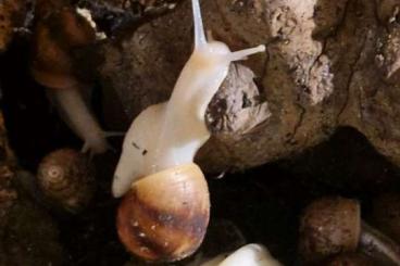 Mollusca kaufen und verkaufen Photo: Achatina fulica Jungtiere 3 Monate alt
