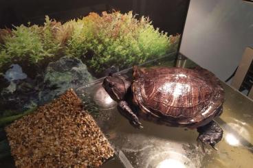 Turtles kaufen und verkaufen Photo: Turtle for adoption "Trachemys scripta elegans"