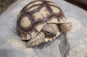 Landschildkröten kaufen und verkaufen Foto: Spornschildkröten , Sulcata