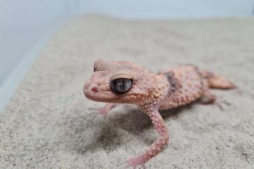 Geckos kaufen und verkaufen Foto: Nephrurus wheeleri for sale