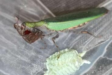 Insects kaufen und verkaufen Photo: Anasigerpes bifasciata     