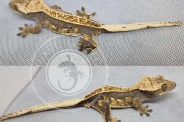 Geckos kaufen und verkaufen Photo: Tricolor Full Pinstripe Juvenile male