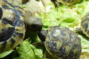Landschildkröten kaufen und verkaufen Foto: Griechische Landschildkrötenbabys suchen neues  Zuhause, 2 Tiere 110.-