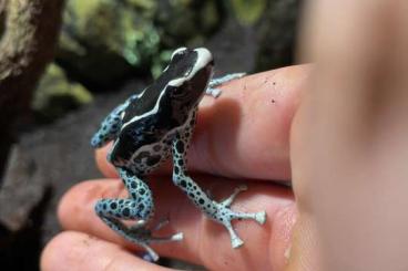 Poison dart frogs kaufen und verkaufen Photo: Pfeilgiftfrösche zu verkaufen! 60€ pro Tier