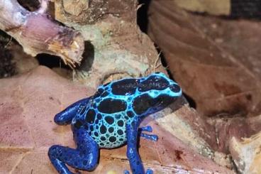 Poison dart frogs kaufen und verkaufen Photo: Dendrobates tinc. Villa nova