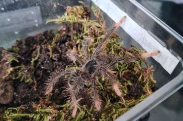 - bird spiders kaufen und verkaufen Photo: Theraphosa Blondi, Stirmi und Apophysis 