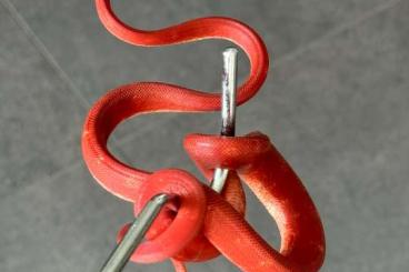 Schlangen kaufen und verkaufen Foto: Corallus Hortulanus Red + Red Calico
