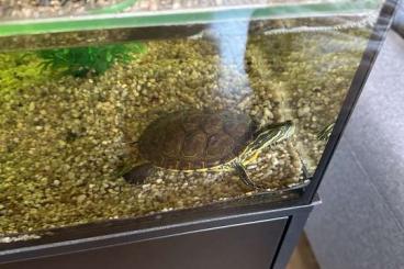 Turtles kaufen und verkaufen Photo: hieroglyphen schmuckschildkröte