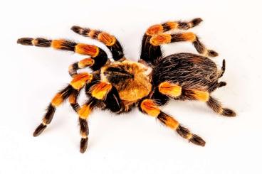 Spiders and Scorpions kaufen und verkaufen Photo: Houten females list,preorders -20%