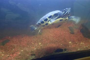 Turtles kaufen und verkaufen Photo: Gelbwangenschmuckschildkröten