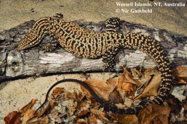 Monitor lizards kaufen und verkaufen Photo: Varanus acanthurus insulanicus 