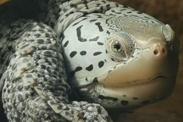 Turtles kaufen und verkaufen Photo: Diamantschildkröten Malaclemys terrapin centrata NZ 2023 