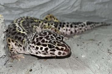 Geckos kaufen und verkaufen Photo: Biete 1.3 Leopardgecko 2023