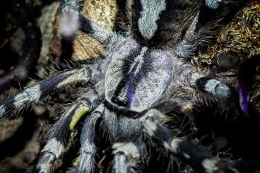 - bird spiders kaufen und verkaufen Photo: Verschiedene Vogelspinnen - bird spiders kaufen und verkaufen Photo: Verschiedene Vogelspinnen