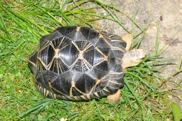 Landschildkröten kaufen und verkaufen Foto:  Astrochelys radiata - Strahlenschildkröten