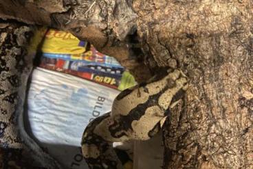 Boas kaufen und verkaufen Foto: Boa c. imperator/Tarahumara Zwergboa abzugeben Boas kaufen und verkaufen Foto: Boa c. imperator/Tarahumara Zwergboa abzugeben