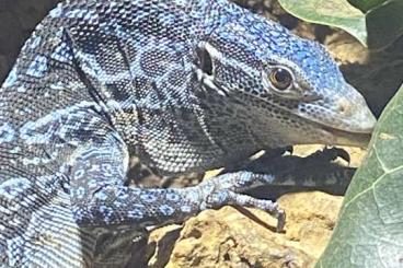 Monitor lizards kaufen und verkaufen Photo: Varanus macraei 1.0 NZ 2020