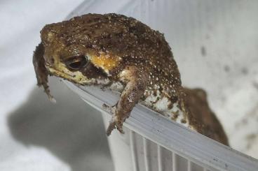 frogs kaufen und verkaufen Photo: Breviceps aff.mossambicus
