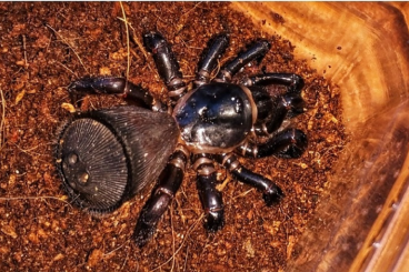 Spinnen und Skorpione kaufen und verkaufen Foto: Cyclocosmia latusicosta oreo spider