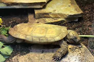 Tortoises kaufen und verkaufen Photo: adulte männliche Spaltenschildkröte Malacochersus tornieri abzugeben Tortoises kaufen und verkaufen Photo: adulte männliche Spaltenschildkröte Malacochersus tornieri abzugeben