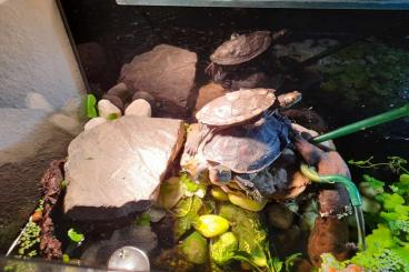 Turtles kaufen und verkaufen Photo: chinesische Streifenschildkröte - mauremys sinensis