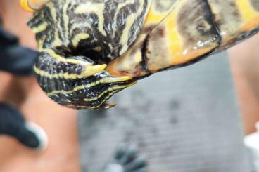 Turtles kaufen und verkaufen Photo: Pseudemys concinna concinna 