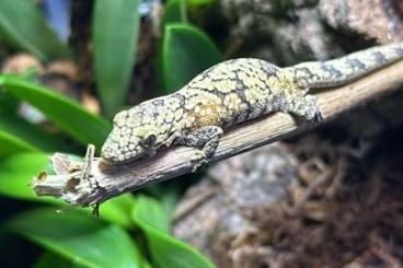 Geckos kaufen und verkaufen Foto: Eurydactylodes agricolae Weibchen gesucht