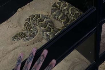 Venomous snakes kaufen und verkaufen Photo: Bitis arietans ADULT BREEDING PAIRS