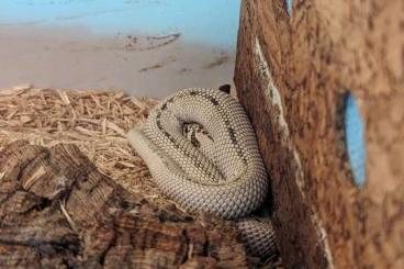 Snakes kaufen und verkaufen Photo: Heterodon Nasicus DNZ23 Superarctic Superconda 