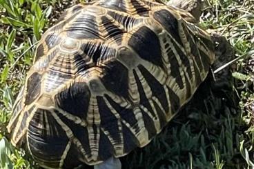 Landschildkröten kaufen und verkaufen Foto: Geochelone Platynota excellent Breeder