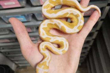 Königspythons kaufen und verkaufen Foto: Python regius free delivery to Hamm/Houten Königspythons kaufen und verkaufen Foto: Python regius free delivery to Hamm/Houten