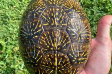 Turtles kaufen und verkaufen Photo: Cuora Flavomarginata males