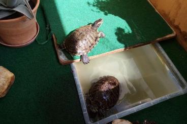 Sumpfschildkröten kaufen und verkaufen Foto: 2 Rotwangen Wasserschildkröten, weibl.