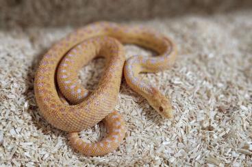 Snakes kaufen und verkaufen Photo: 1,1 Pituophis c. annectens Albino 66% het. Snow