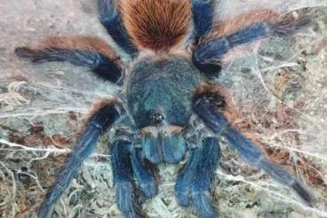 - bird spiders kaufen und verkaufen Photo: 0.1 Chromatopelma cyaneopubescens KL ca. 4,5cm  