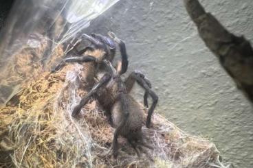 Vogelspinnen kaufen und verkaufen Foto: M.Balfouri, C.cyaneopubescens, P.Rufus 3 Adute Weibchen
