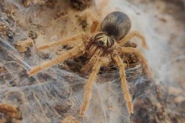 - bird spiders kaufen und verkaufen Photo: Verschiedene Spinnen/Vogelspinnen